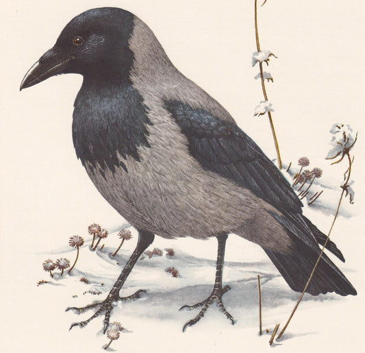 1960 HOODED CROW Bird Print - Vintage Bird Print - Bird Illustration - Bird Wall Art - Bird Decor - 7.5 x 10.6 Inches