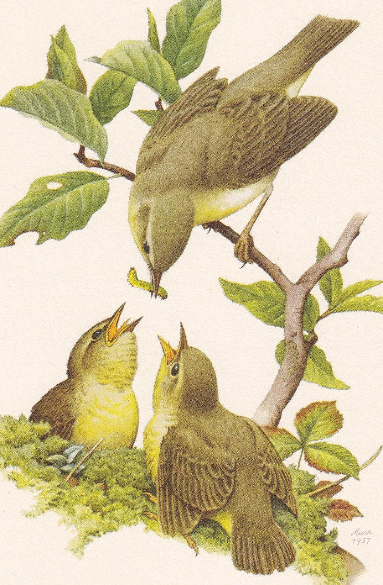 1960 WILLOW WARBLER Bird Print - Vintage Bird Print - Bird Illustration - Bird Wall Art - Bird Decor - 7.5 x 10.6 Inches