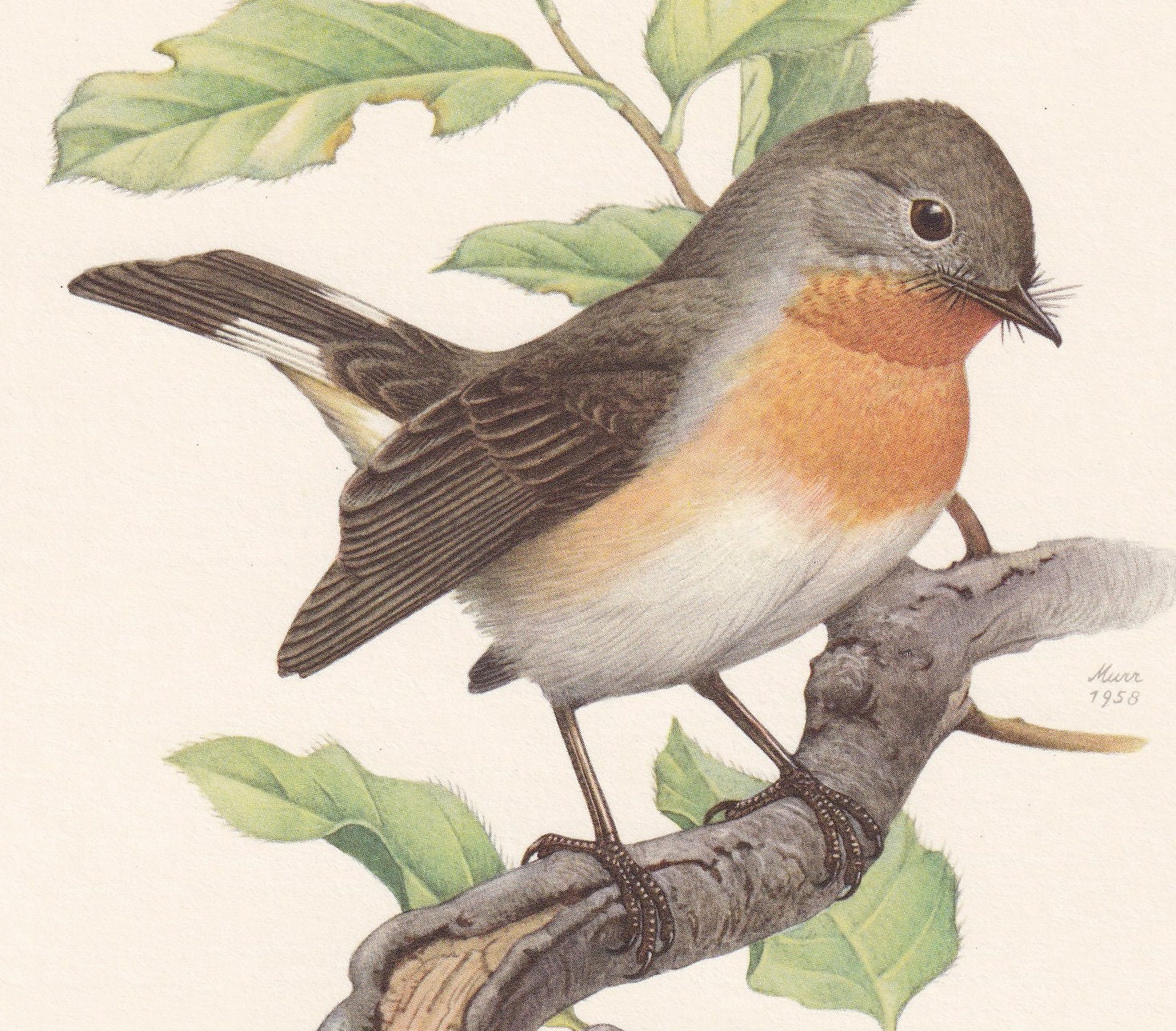 1960 RED-BREASTED FLYCATCHER Bird Print - Vintage Bird Print - Bird Illustration - Bird Wall Art - Bird Decor - 7.5 x 10.6 In