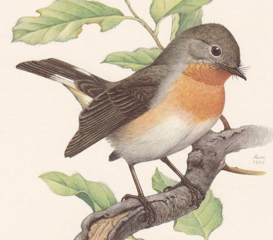 1960 RED-BREASTED FLYCATCHER Bird Print - Vintage Bird Print - Bird Illustration - Bird Wall Art - Bird Decor - 7.5 x 10.6 In