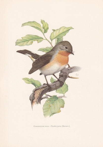 1960 RED-BREASTED FLYCATCHER Bird Print - Vintage Bird Print - Bird Illustration - Bird Wall Art - Bird Decor - 7.5 x 10.6 In