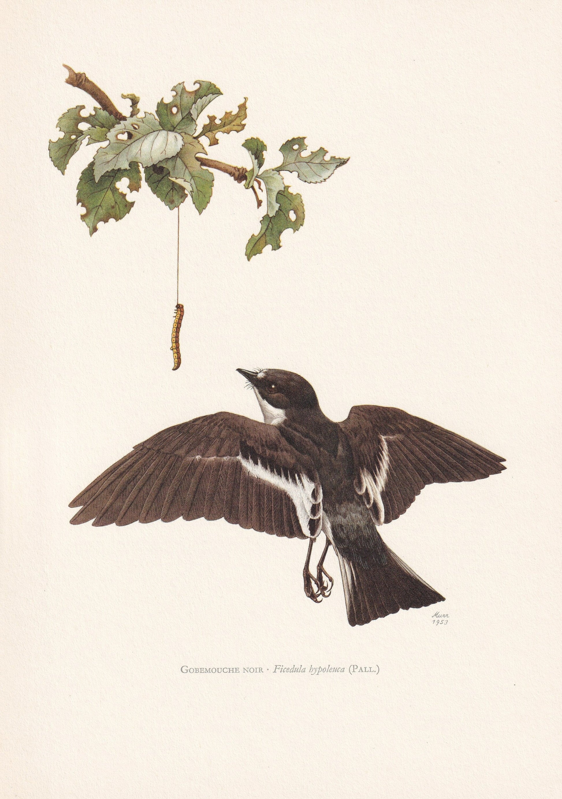 1960 PIED FLYCATCHER Bird Print - Vintage Bird Print - Bird Illustration - Bird Wall Art - Bird Decor - 7.5 x 10.6 Inches