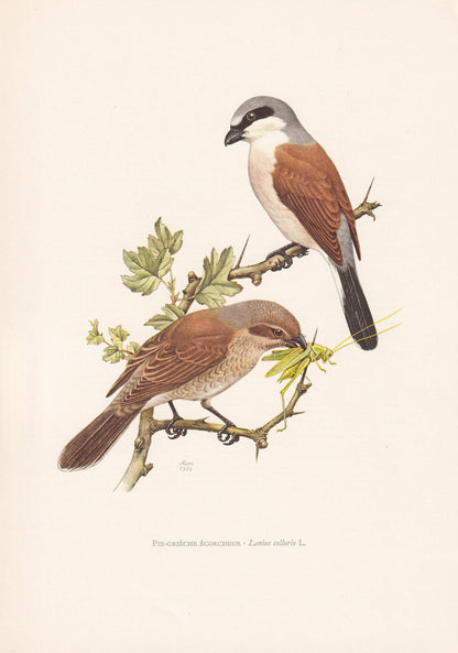 1960 RED-BACKED SHRIKE Bird Print - Vintage Bird Print - Bird Illustration - Bird Wall Art - Bird Decor - 7.5 x 10.6 Inches
