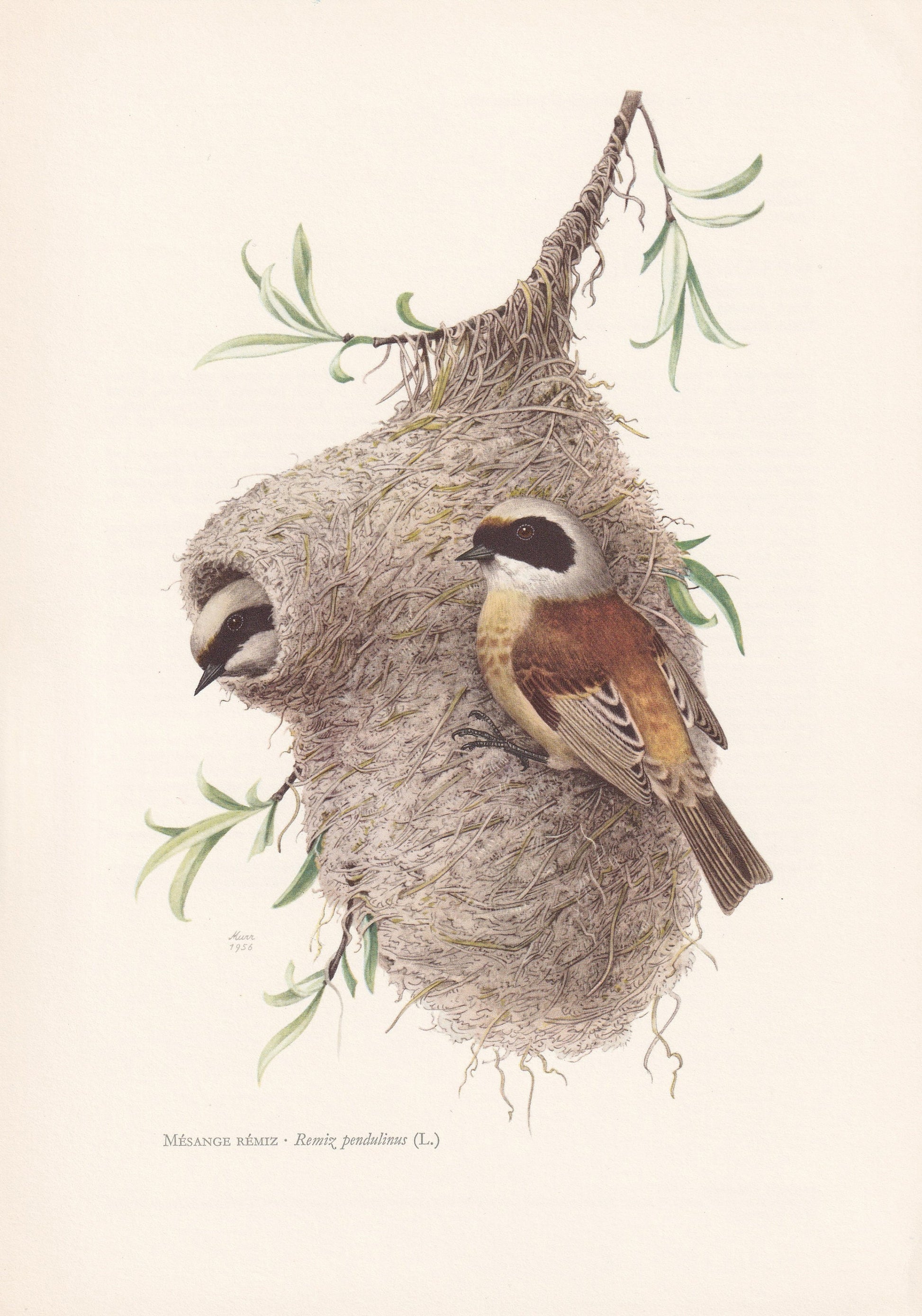 1960 PENDULINE TIT Bird Print - Vintage Bird Print - Bird Illustration - Bird Wall Art - Bird Decor - 7.5 x 10.6 Inches