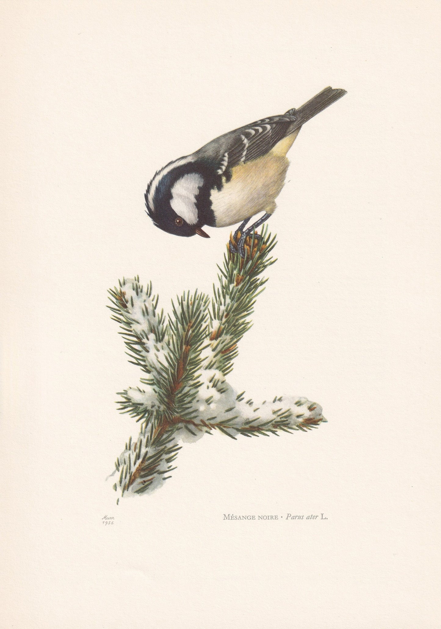 1960 COAL TIT Bird Print - Vintage Bird Print - Bird Illustration - Bird Wall Art - Bird Decor - 7.5 x 10.6 Inches