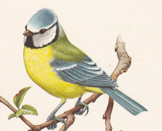 1960 BLUE TIT Bird Print - Vintage Bird Print - Bird Illustration - Bird Wall Art - Bird Decor - 7.5 x 10.6 Inches