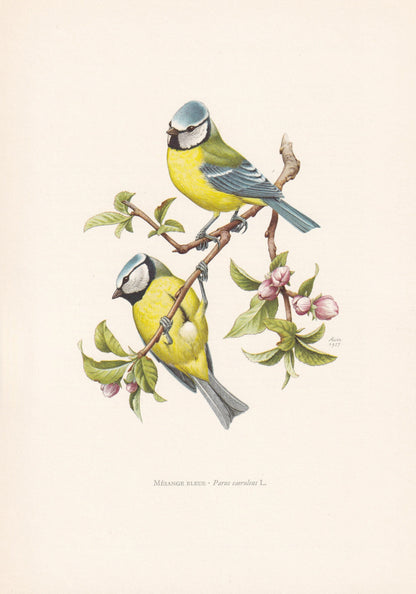1960 BLUE TIT Bird Print - Vintage Bird Print - Bird Illustration - Bird Wall Art - Bird Decor - 7.5 x 10.6 Inches