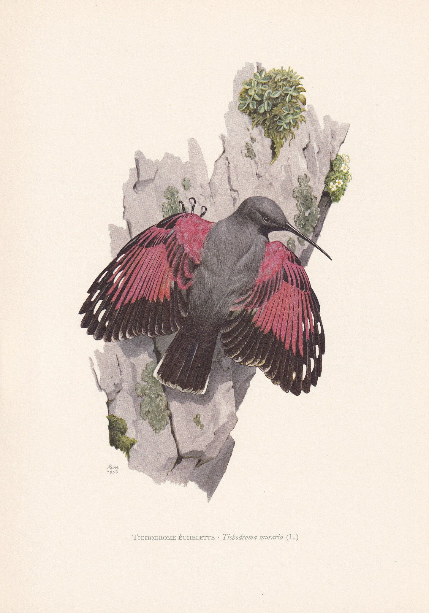 1960 WALLCREEPER Bird Print - Vintage Bird Print - Bird Illustration - Bird Wall Art - Bird Decor - 7.5 x 10.6 Inches