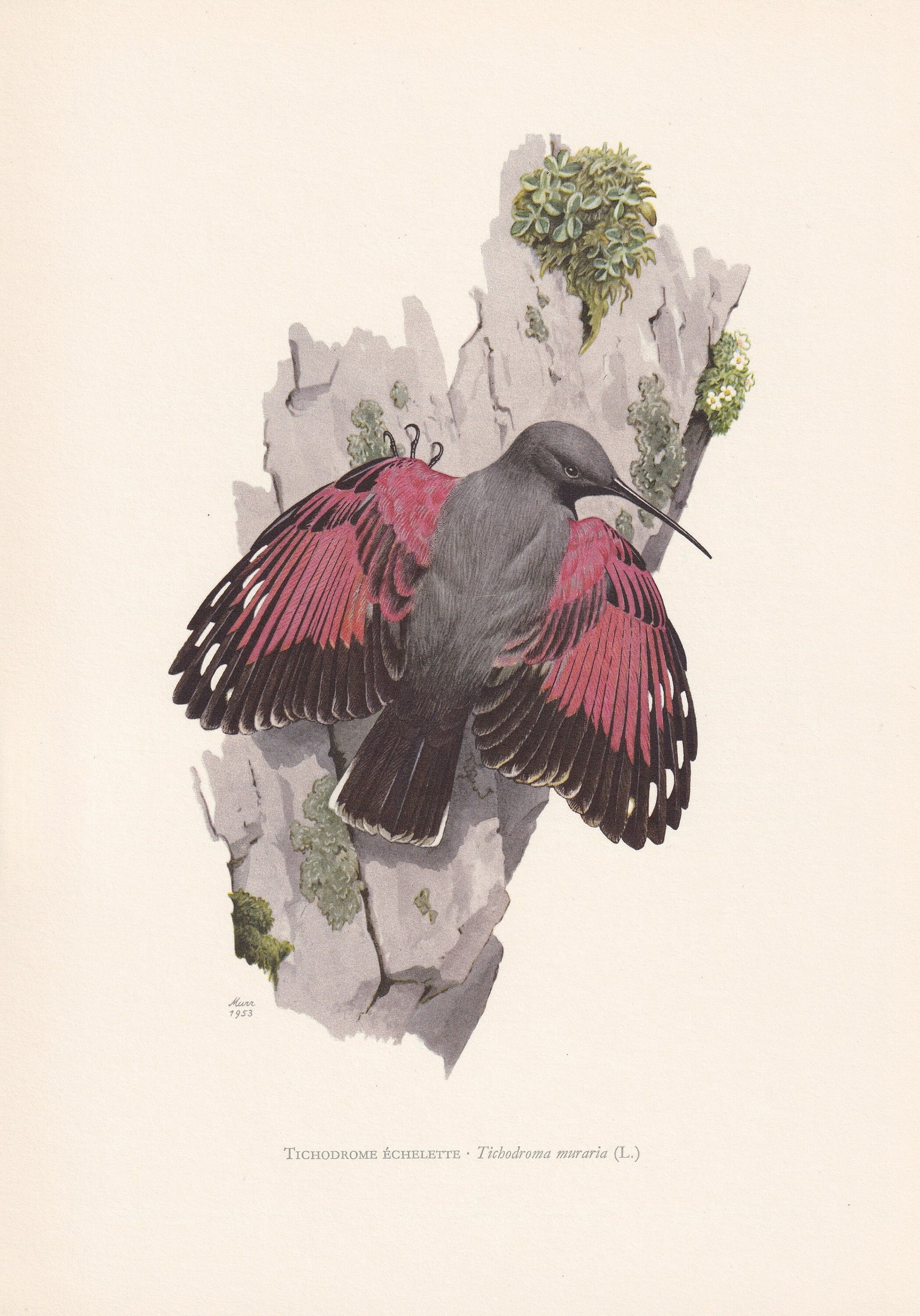 1960 WALLCREEPER Bird Print - Vintage Bird Print - Bird Illustration - Bird Wall Art - Bird Decor - 7.5 x 10.6 Inches