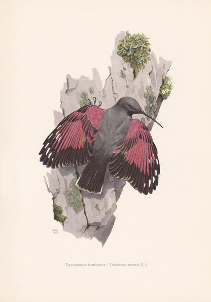 1960 WALLCREEPER Bird Print - Vintage Bird Print - Bird Illustration - Bird Wall Art - Bird Decor - 7.5 x 10.6 Inches