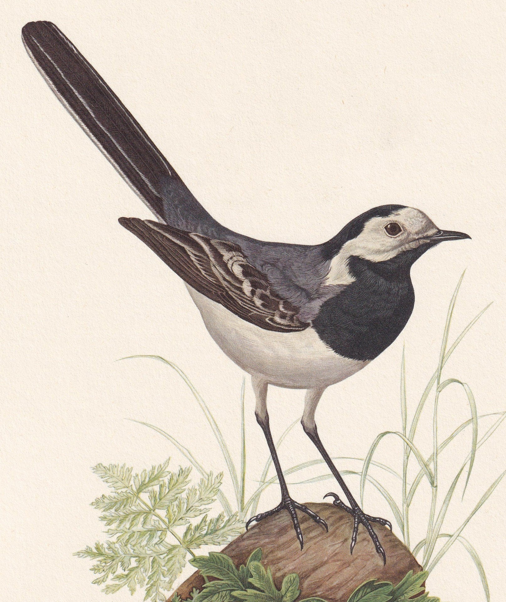 1960 WHITE WAGTAIL Bird Print - Vintage Bird Print - Bird Illustration - Bird Wall Art - Bird Decor - 7.5 x 10.6 Inches