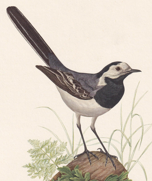 1960 WHITE WAGTAIL Bird Print - Vintage Bird Print - Bird Illustration - Bird Wall Art - Bird Decor - 7.5 x 10.6 Inches
