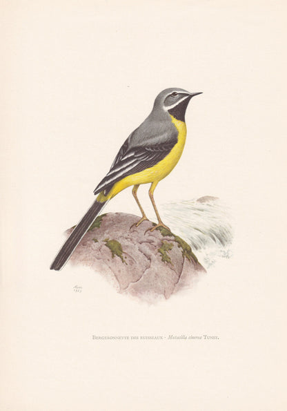 1960 GREY WAGTAIL Bird Print - Vintage Bird Print - Bird Illustration - Bird Wall Art - Bird Decor - 7.5 x 10.6 Inches