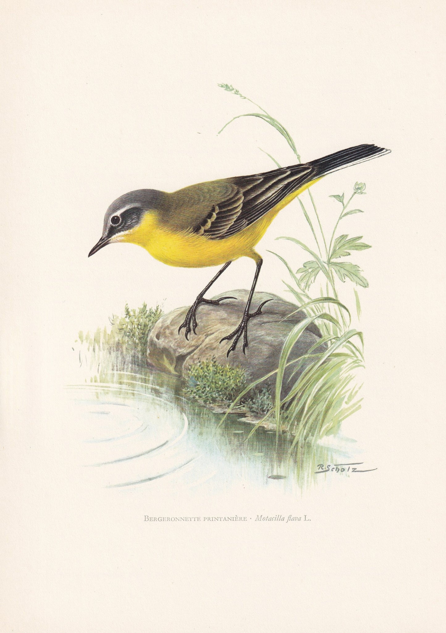 1960 WESTERN YELLOW WAGTAIL Bird Print - Vintage Bird Print - Bird Illustration - Bird Wall Art - Bird Decor - 7.5 x 10.6 Inc