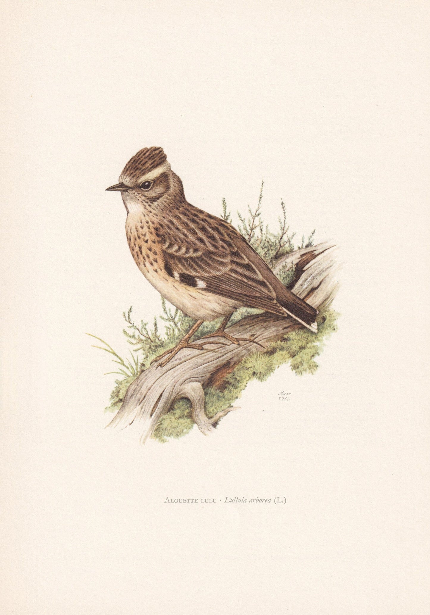 1960 WOODLARK Bird Print - Vintage Bird Print - Bird Illustration - Bird Wall Art - Bird Decor - 7.5 x 10.6 Inches