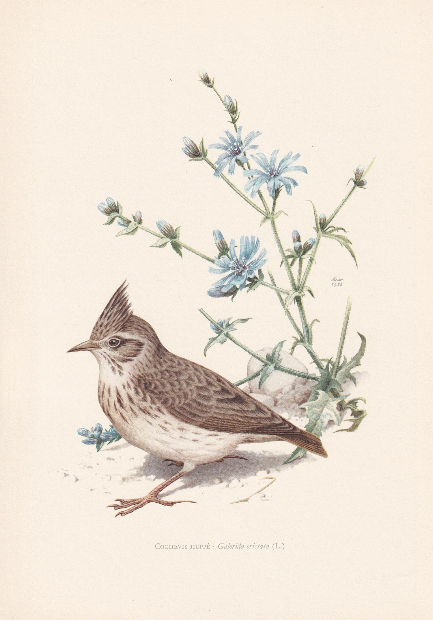 1960 CRESTED LARK Bird Print - Vintage Bird Print - Bird Illustration - Bird Wall Art - Bird Decor - 7.5 x 10.6 Inches