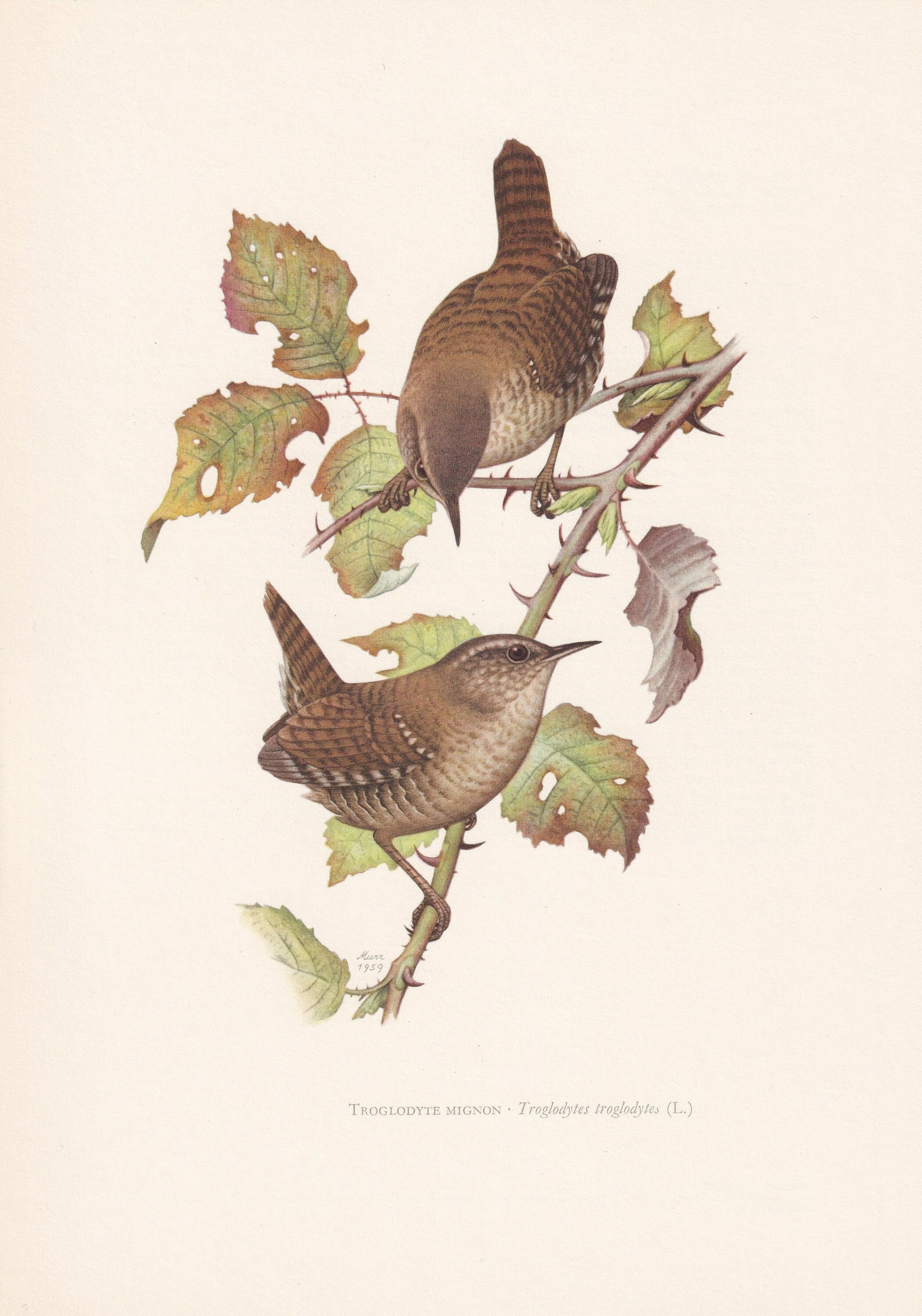 1960 WREN Bird Print - Vintage Bird Print - Bird Illustration - Bird Wall Art - Bird Decor - 7.5 x 10.6 Inches