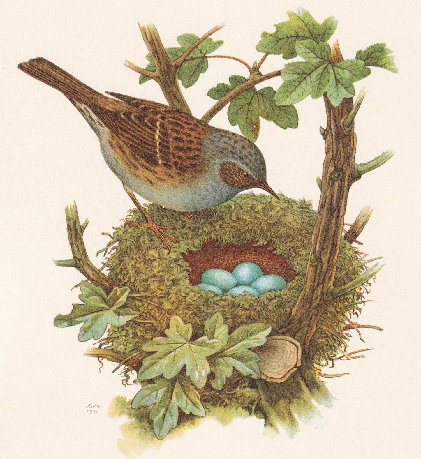 1960 DUNNOCK Bird Print - Vintage Bird Print - Bird Illustration - Bird Wall Art - Bird Decor - 7.5 x 10.6 Inches