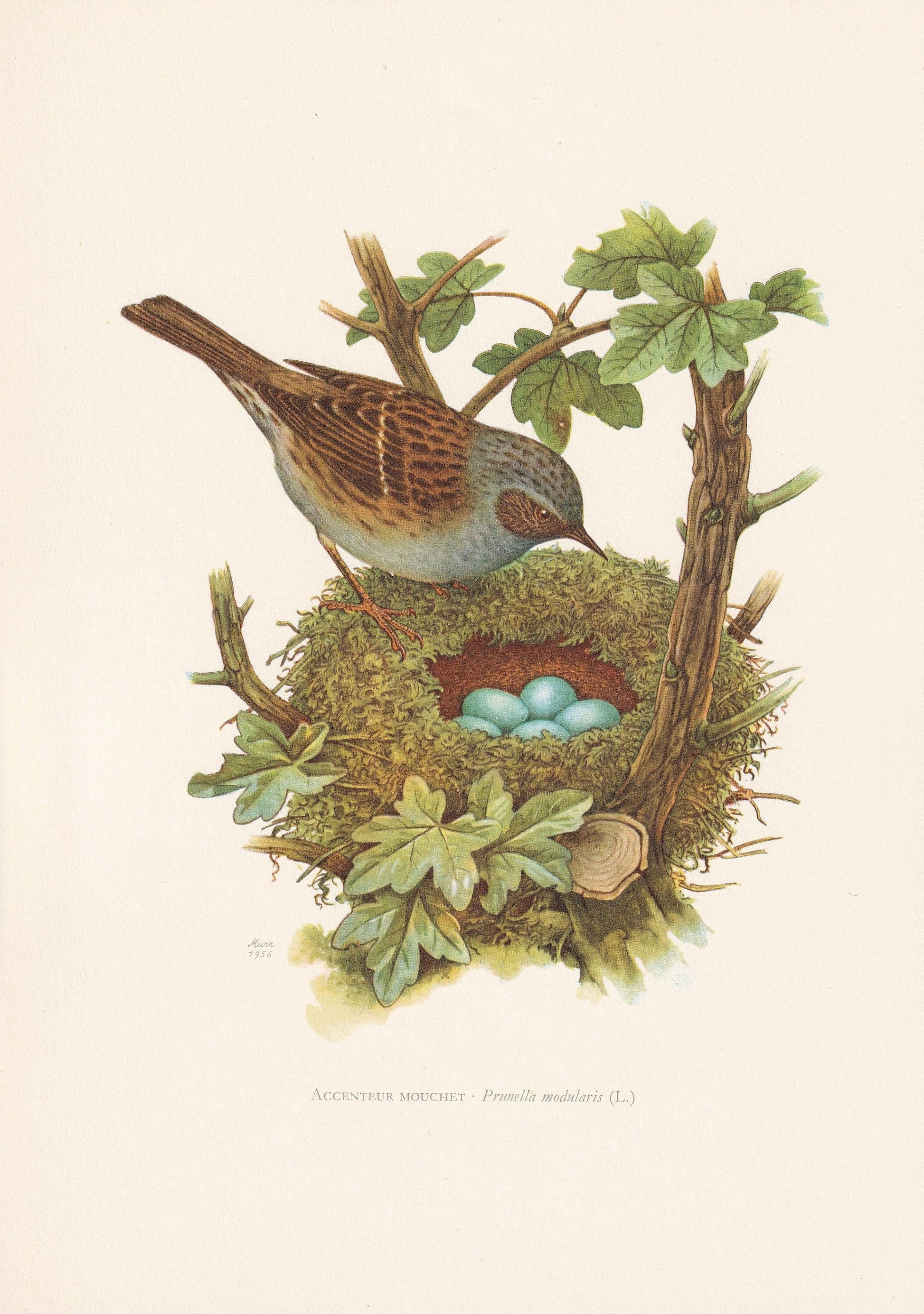 1960 DUNNOCK Bird Print - Vintage Bird Print - Bird Illustration - Bird Wall Art - Bird Decor - 7.5 x 10.6 Inches