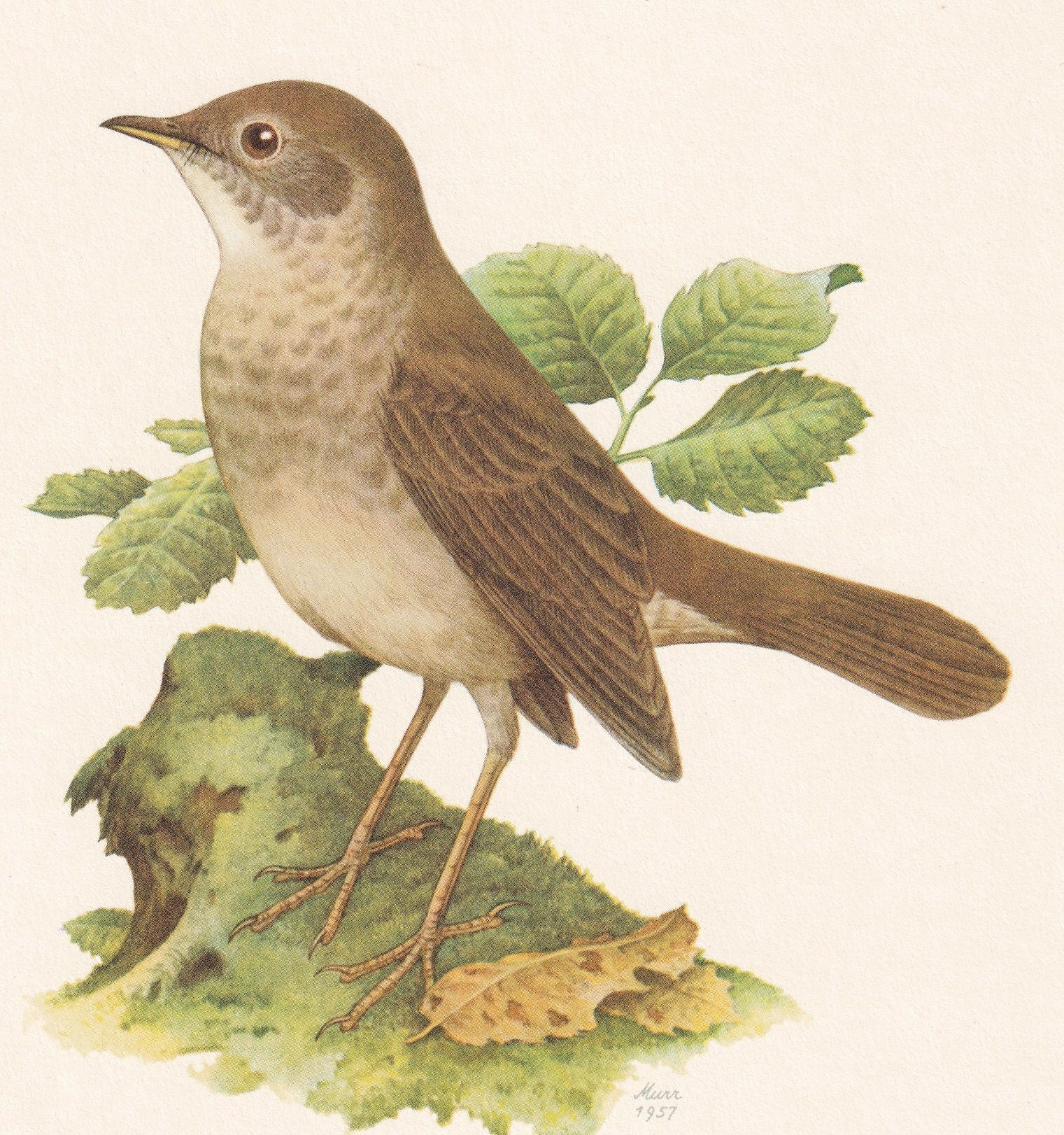 1960 THRUSH NIGHTINGALE Bird Print - Vintage Bird Print - Bird Illustration - Bird Wall Art - Bird Decor - 7.5 x 10.6 Inches