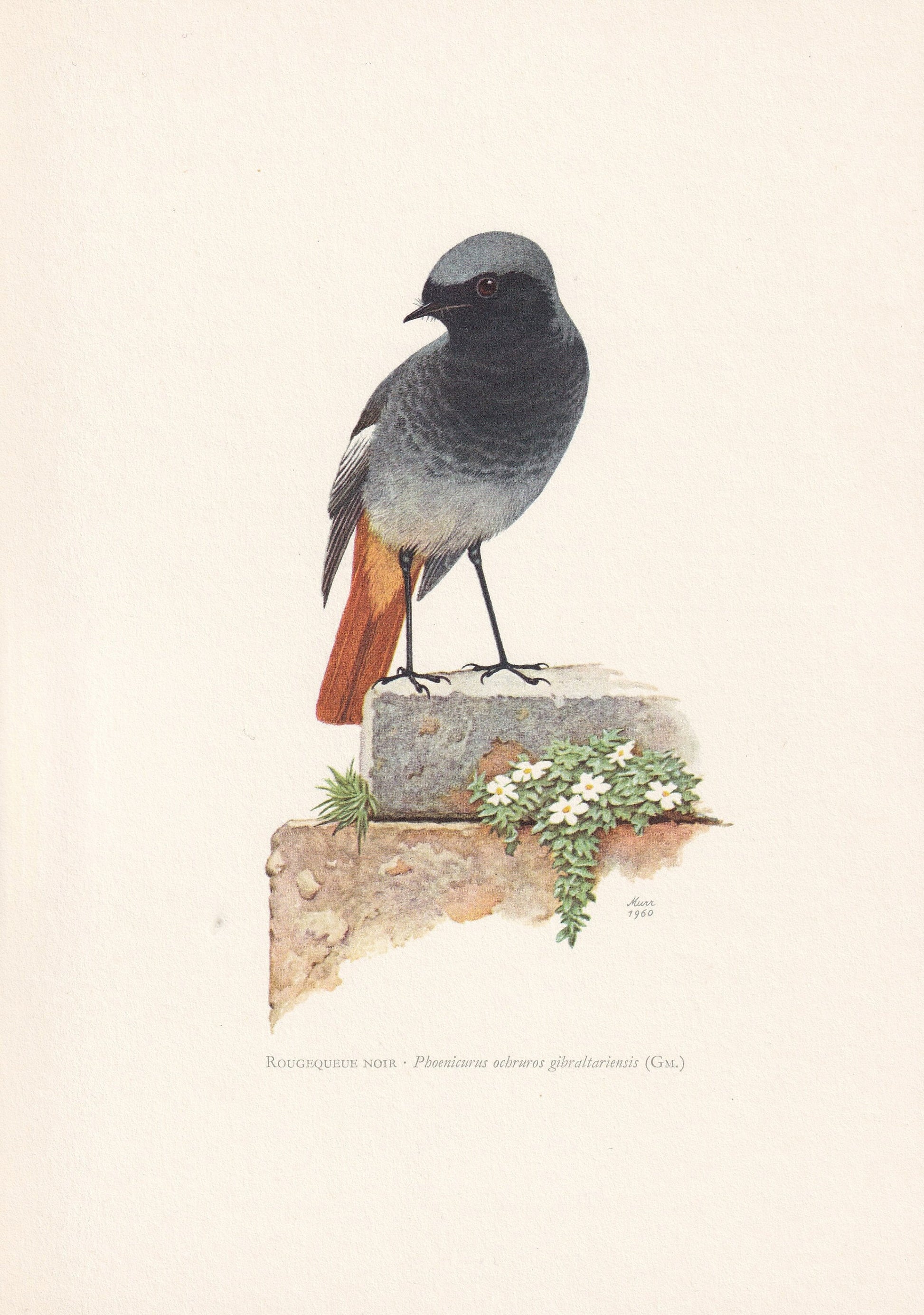1960 BLACK REDSTART Bird Print - Vintage Bird Print - Bird Illustration - Bird Wall Art - Bird Decor - 7.5 x 10.6 Inches
