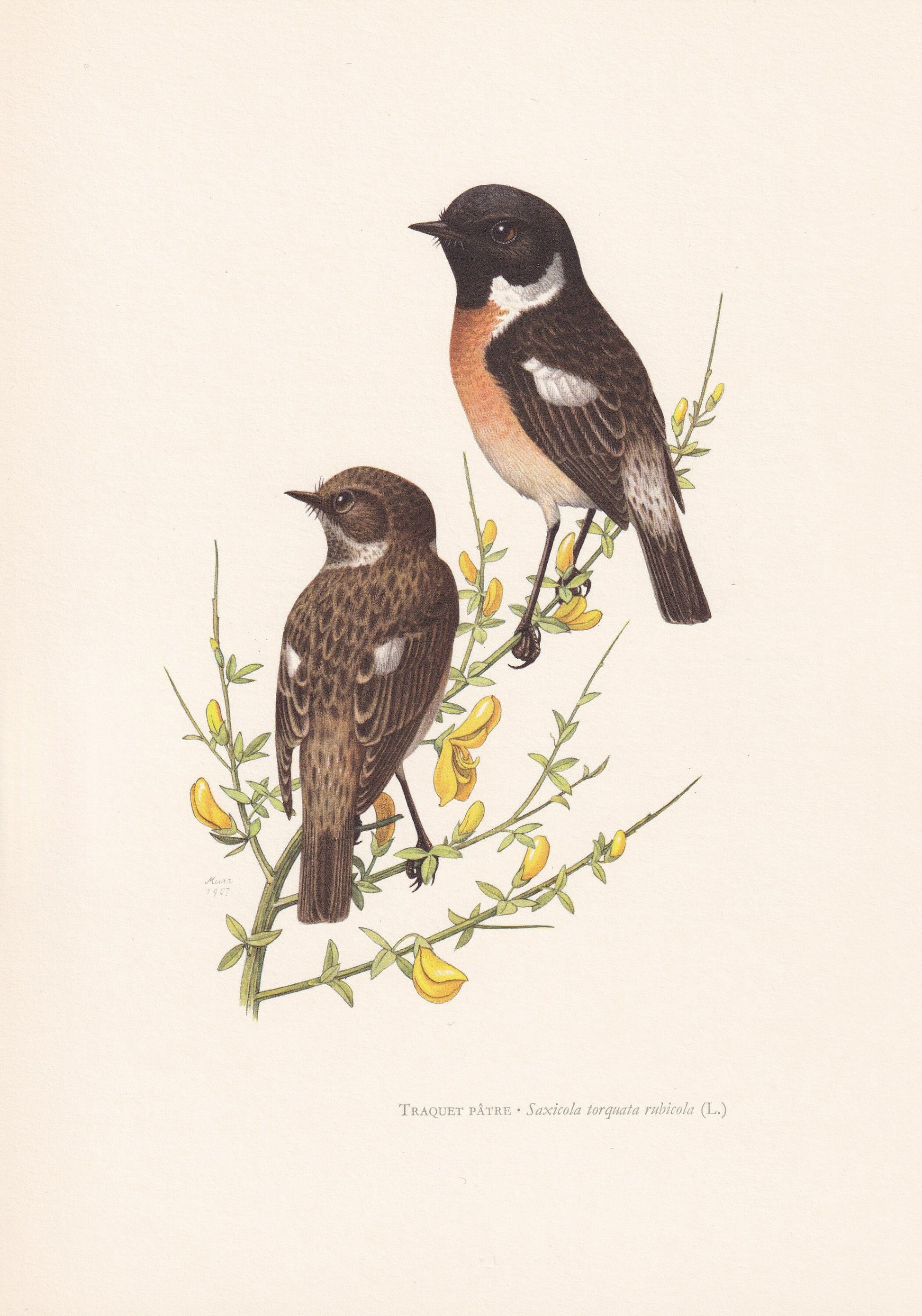 1960 STONECHAT Bird Print - Vintage Bird Print - Bird Illustration - Bird Wall Art - Bird Decor - 7.5 x 10.6 Inches