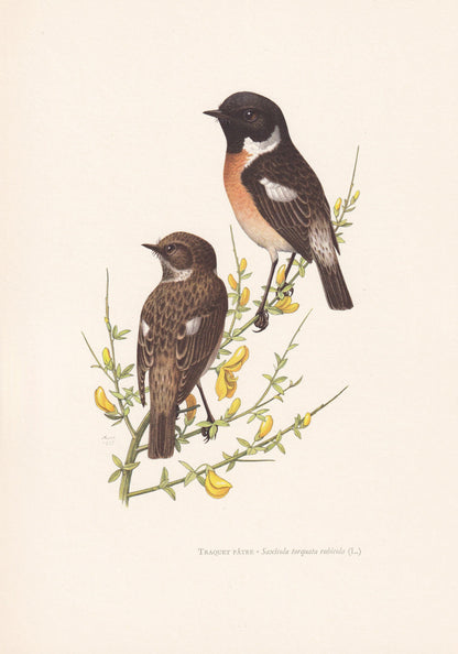 1960 STONECHAT Bird Print - Vintage Bird Print - Bird Illustration - Bird Wall Art - Bird Decor - 7.5 x 10.6 Inches