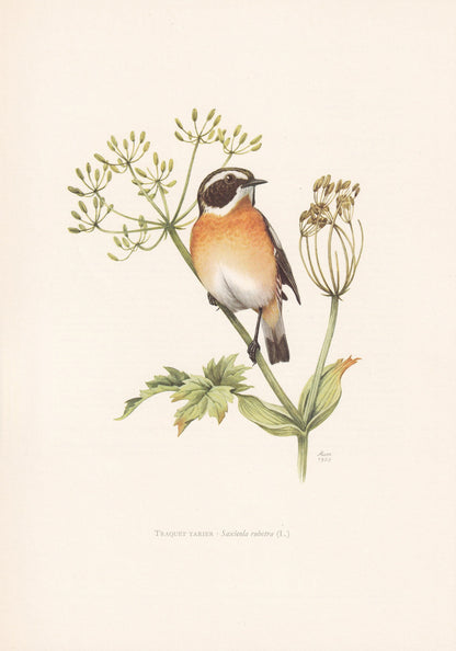 1960 WHINCHAT Bird Print - Vintage Bird Print - Bird Illustration - Bird Wall Art - Bird Decor - 7.5 x 10.6 Inches