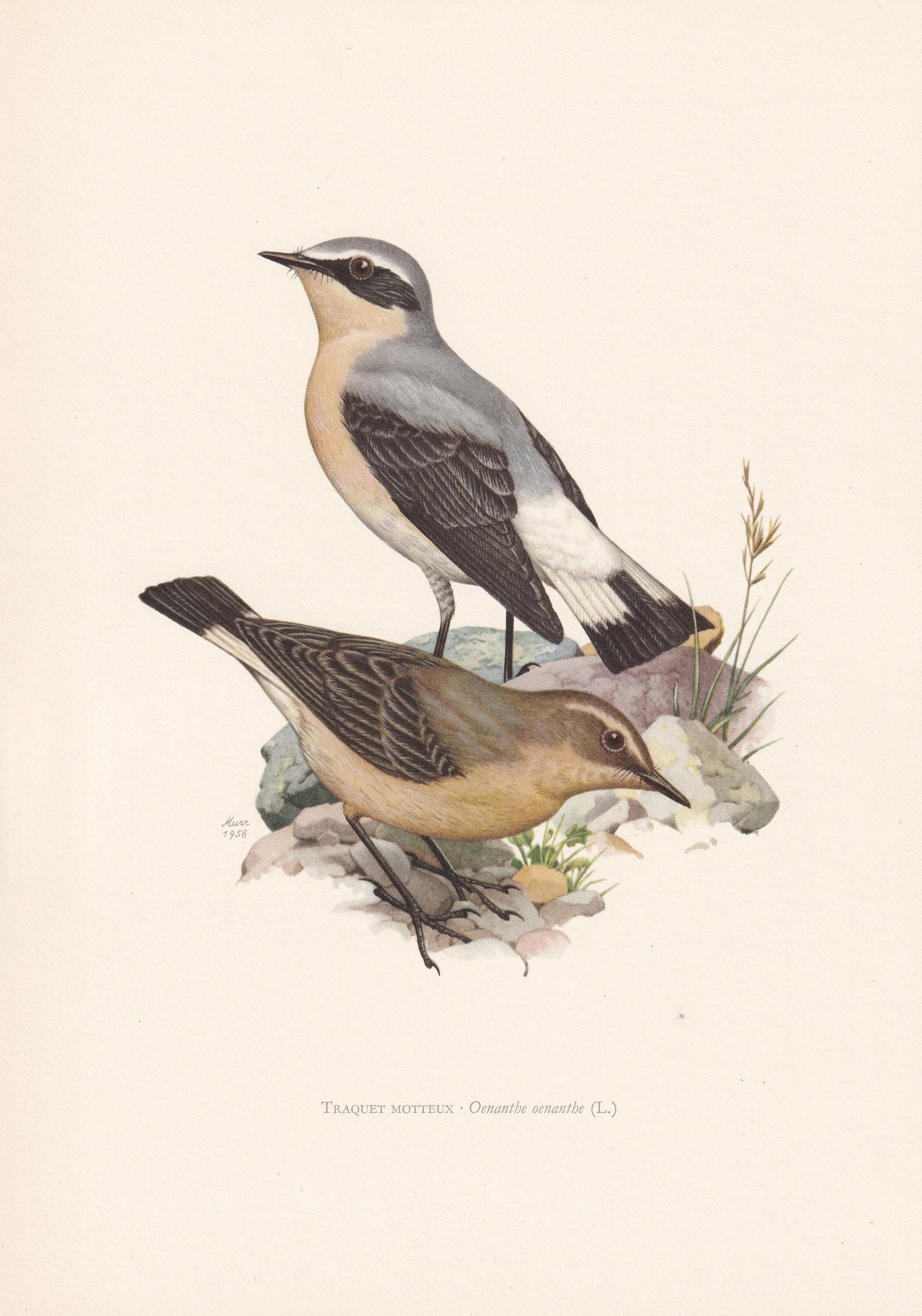 1960 NORTHERN WHEATEAR Bird Print - Vintage Bird Print - Bird Illustration - Bird Wall Art - Bird Decor - 7.5 x 10.6 Inches
