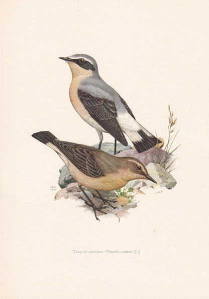 1960 NORTHERN WHEATEAR Bird Print - Vintage Bird Print - Bird Illustration - Bird Wall Art - Bird Decor - 7.5 x 10.6 Inches