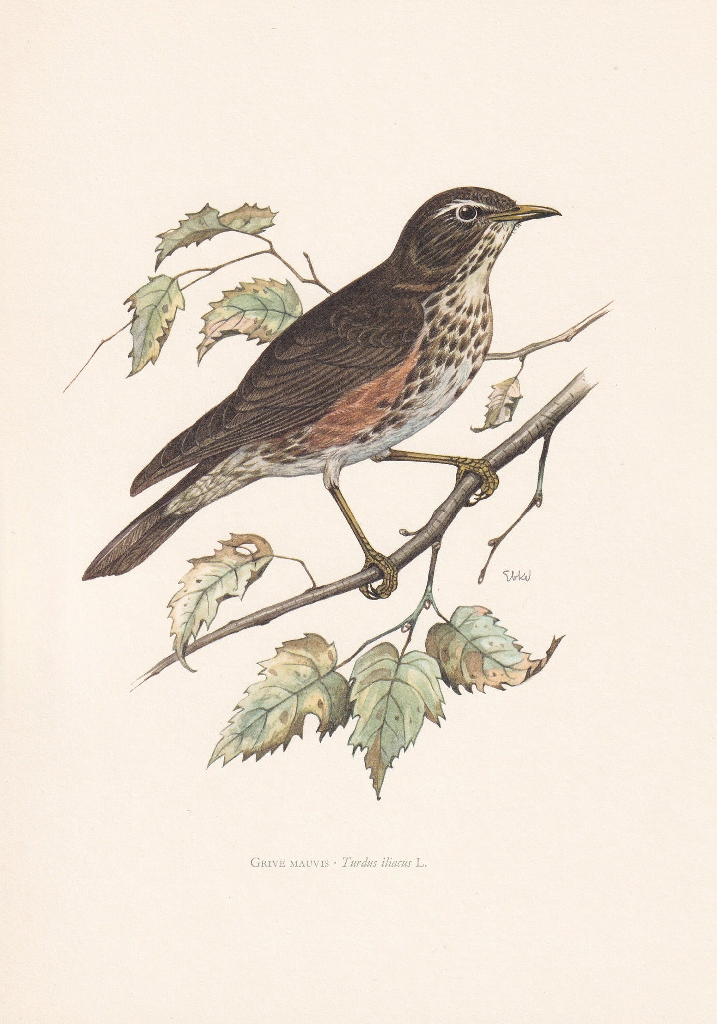 1960 REDWING Bird Print - Vintage Bird Print - Bird Illustration - Bird Wall Art - Bird Decor - 7.5 x 10.6 Inches