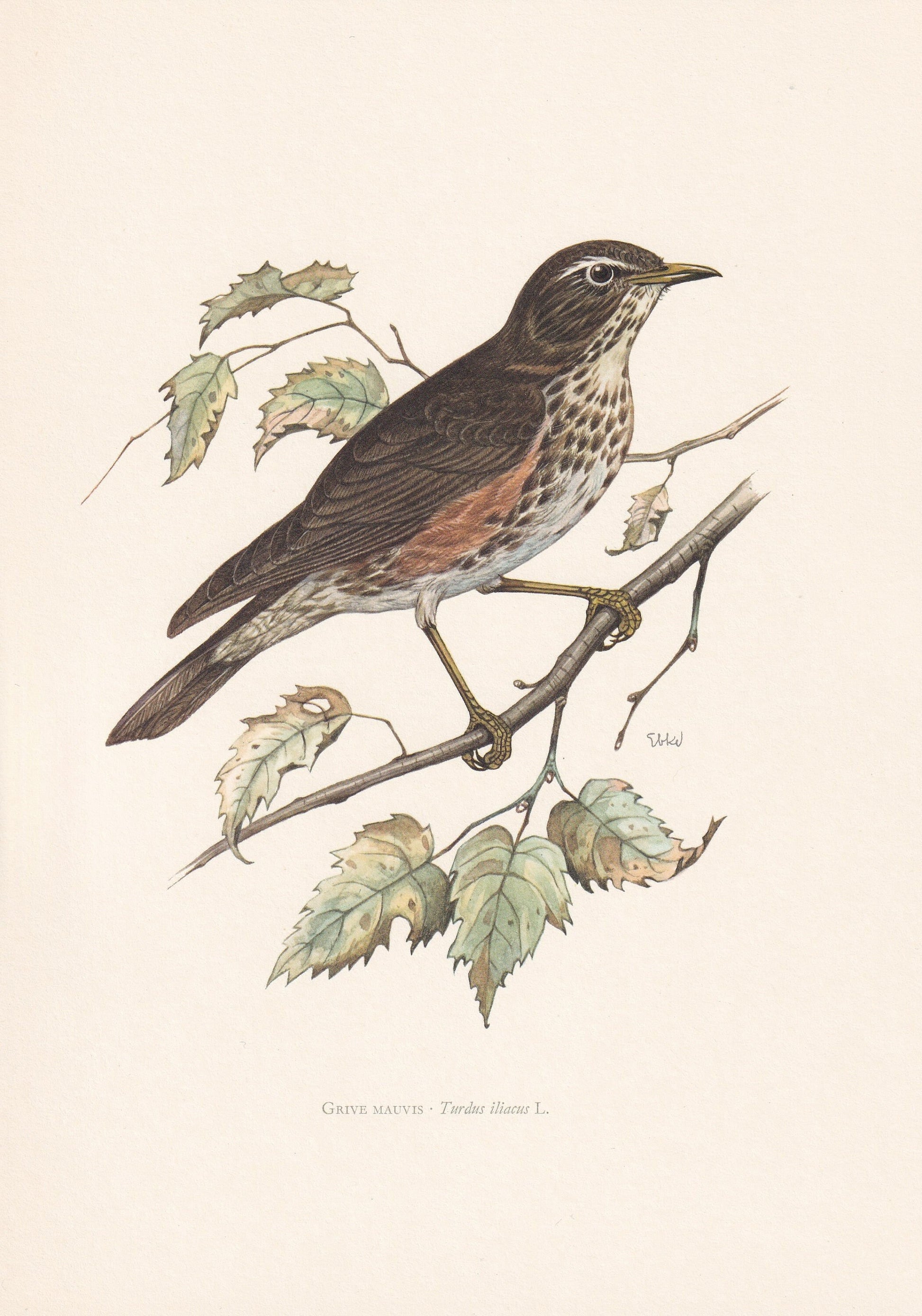 1960 REDWING Bird Print - Vintage Bird Print - Bird Illustration - Bird Wall Art - Bird Decor - 7.5 x 10.6 Inches