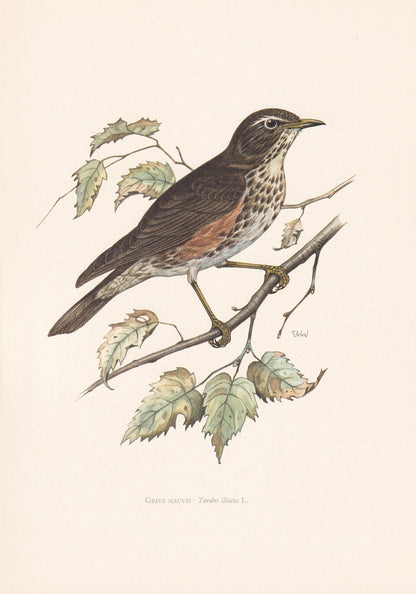 1960 REDWING Bird Print - Vintage Bird Print - Bird Illustration - Bird Wall Art - Bird Decor - 7.5 x 10.6 Inches