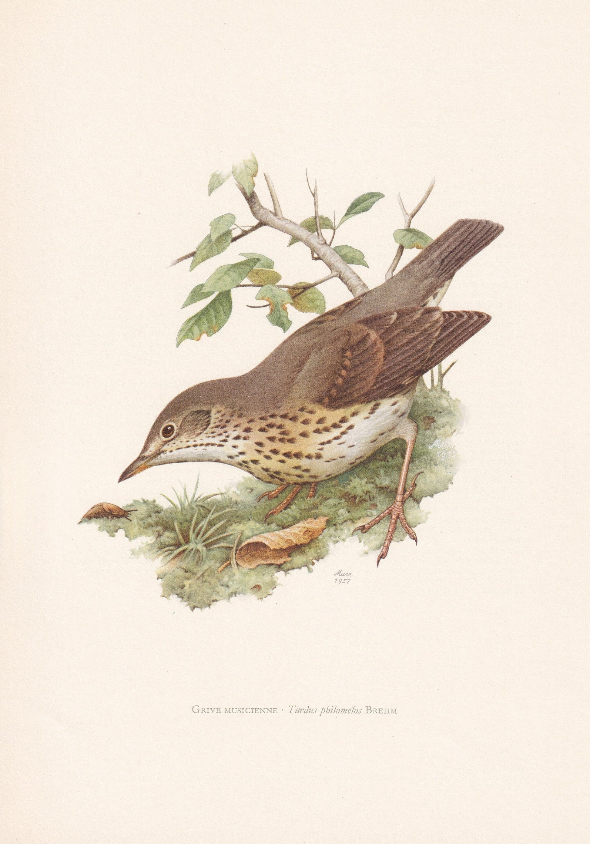 1960 SONG THRUSH Bird Print - Vintage Bird Print - Bird Illustration - Bird Wall Art - Bird Decor - 7.5 x 10.6 Inches