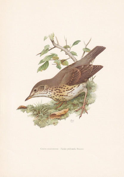 1960 SONG THRUSH Bird Print - Vintage Bird Print - Bird Illustration - Bird Wall Art - Bird Decor - 7.5 x 10.6 Inches