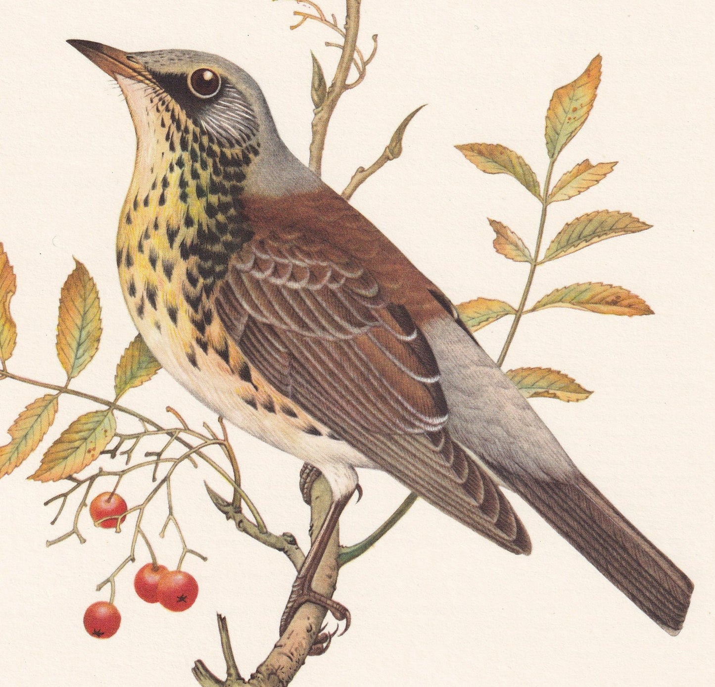 1960 FIELDFARE Bird Print - Vintage Bird Print - Bird Illustration - Bird Wall Art - Bird Decor - 7.5 x 10.6 Inches