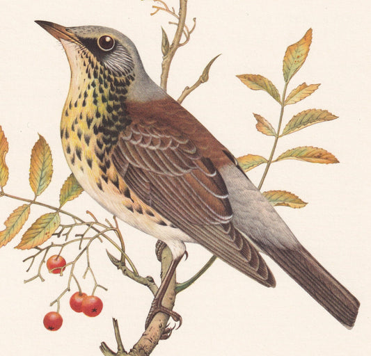 1960 FIELDFARE Bird Print - Vintage Bird Print - Bird Illustration - Bird Wall Art - Bird Decor - 7.5 x 10.6 Inches
