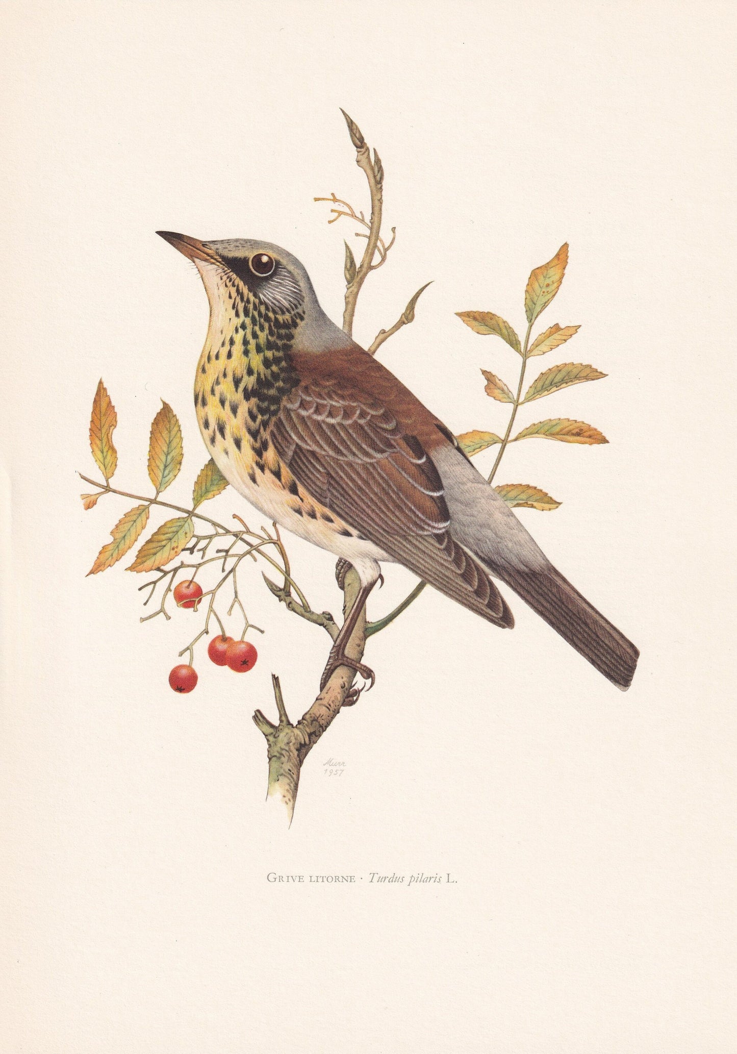 1960 FIELDFARE Bird Print - Vintage Bird Print - Bird Illustration - Bird Wall Art - Bird Decor - 7.5 x 10.6 Inches