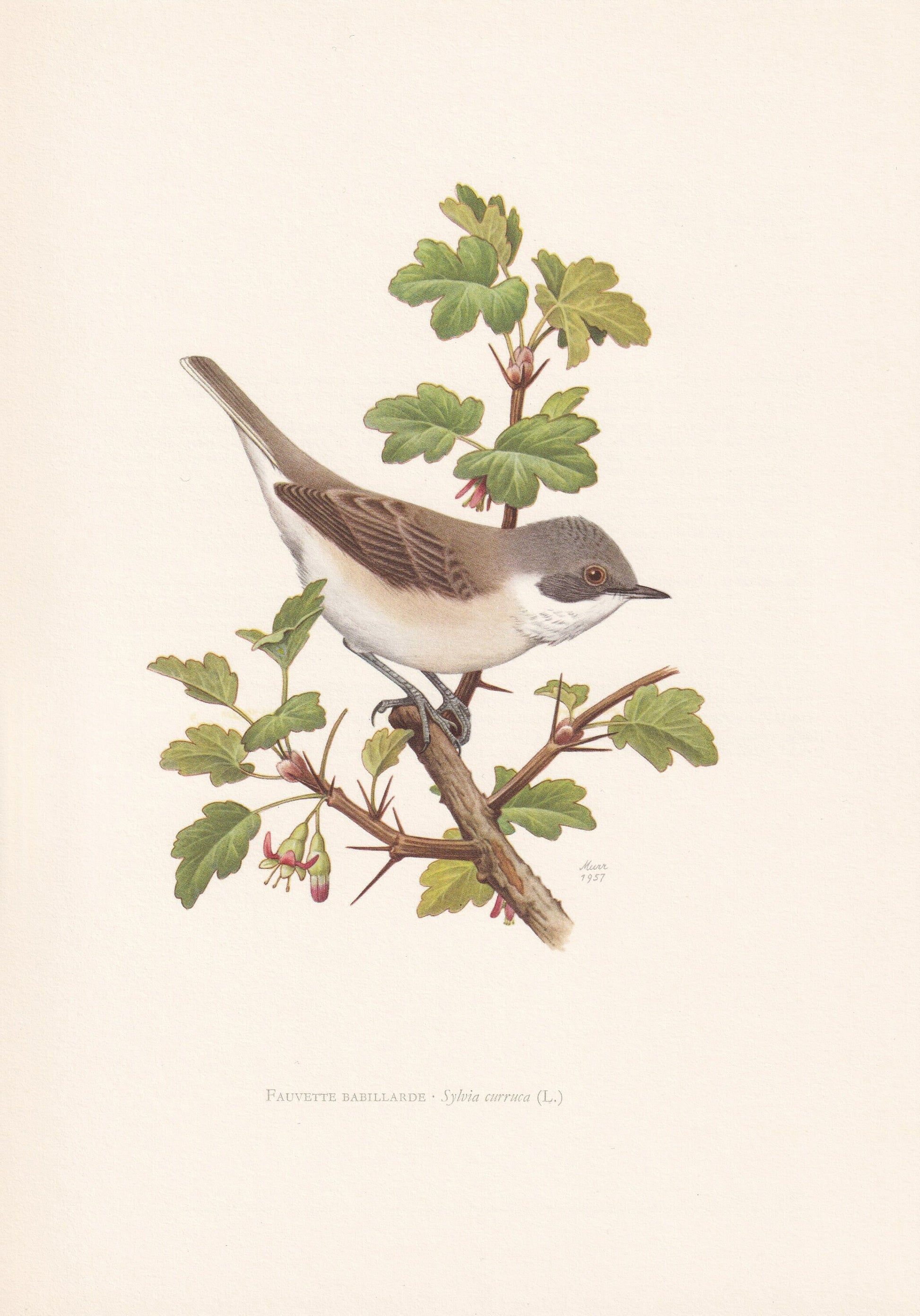 1960 LESSER WHITETHROAT Bird Print - Vintage Bird Print - Bird Illustration - Bird Wall Art - Bird Decor - 7.5 x 10.6 Inches