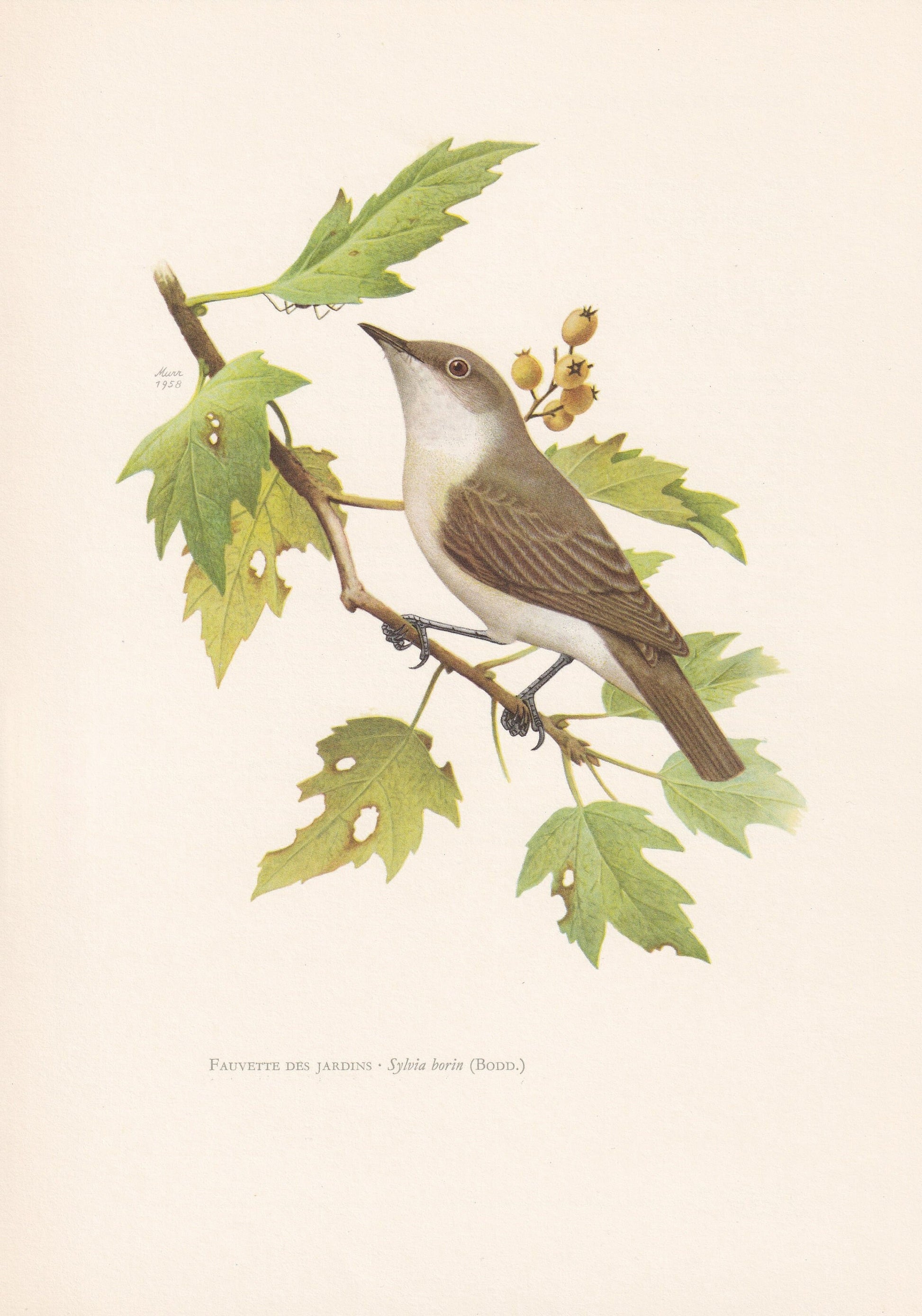 1960 GARDEN WARBLER Bird Print - Vintage Bird Print - Bird Illustration - Bird Wall Art - Bird Decor - 7.5 x 10.6 Inches