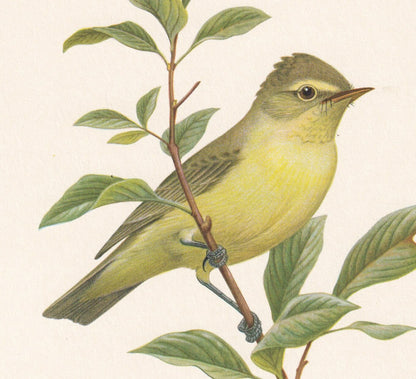 1960 ICTERINE WARBLER Bird Print - Vintage Bird Print - Bird Illustration - Bird Wall Art - Bird Decor - 7.5 x 10.6 Inches