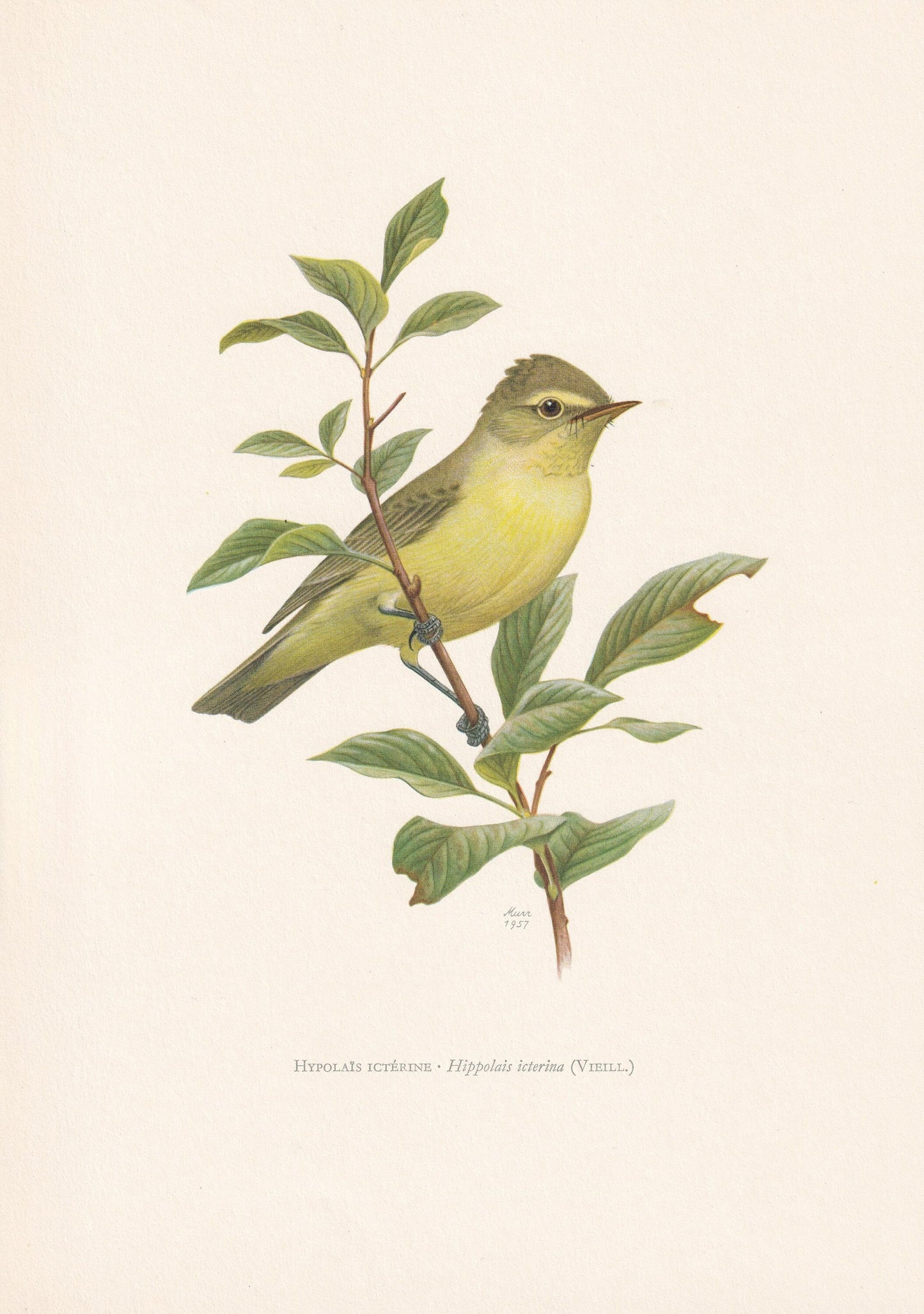 1960 ICTERINE WARBLER Bird Print - Vintage Bird Print - Bird Illustration - Bird Wall Art - Bird Decor - 7.5 x 10.6 Inches