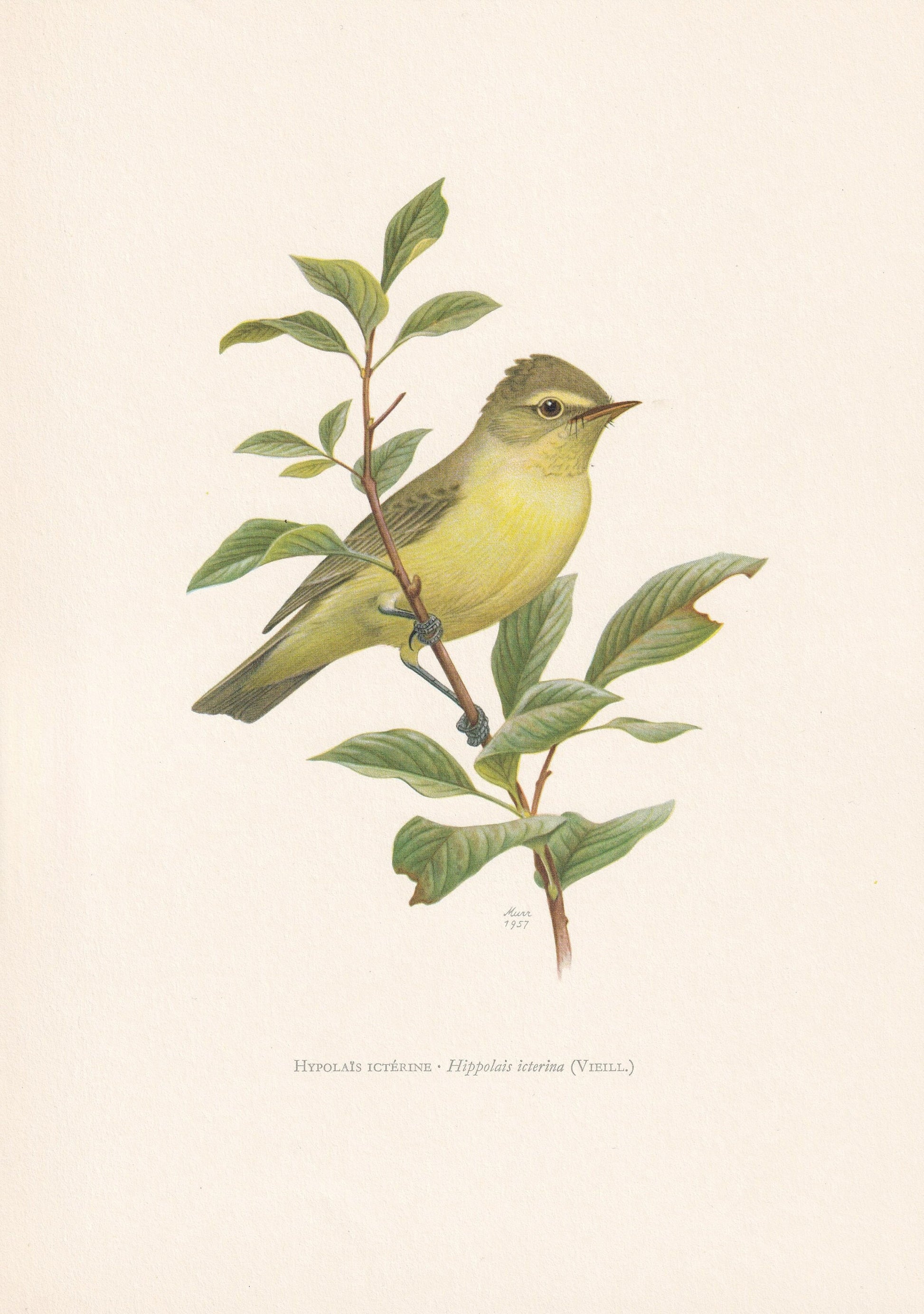 1960 ICTERINE WARBLER Bird Print - Vintage Bird Print - Bird Illustration - Bird Wall Art - Bird Decor - 7.5 x 10.6 Inches