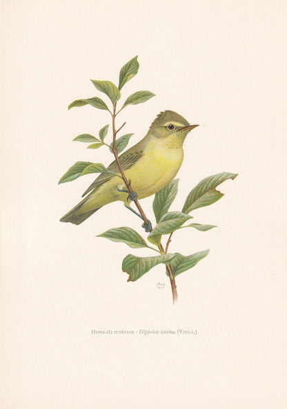 1960 ICTERINE WARBLER Bird Print - Vintage Bird Print - Bird Illustration - Bird Wall Art - Bird Decor - 7.5 x 10.6 Inches