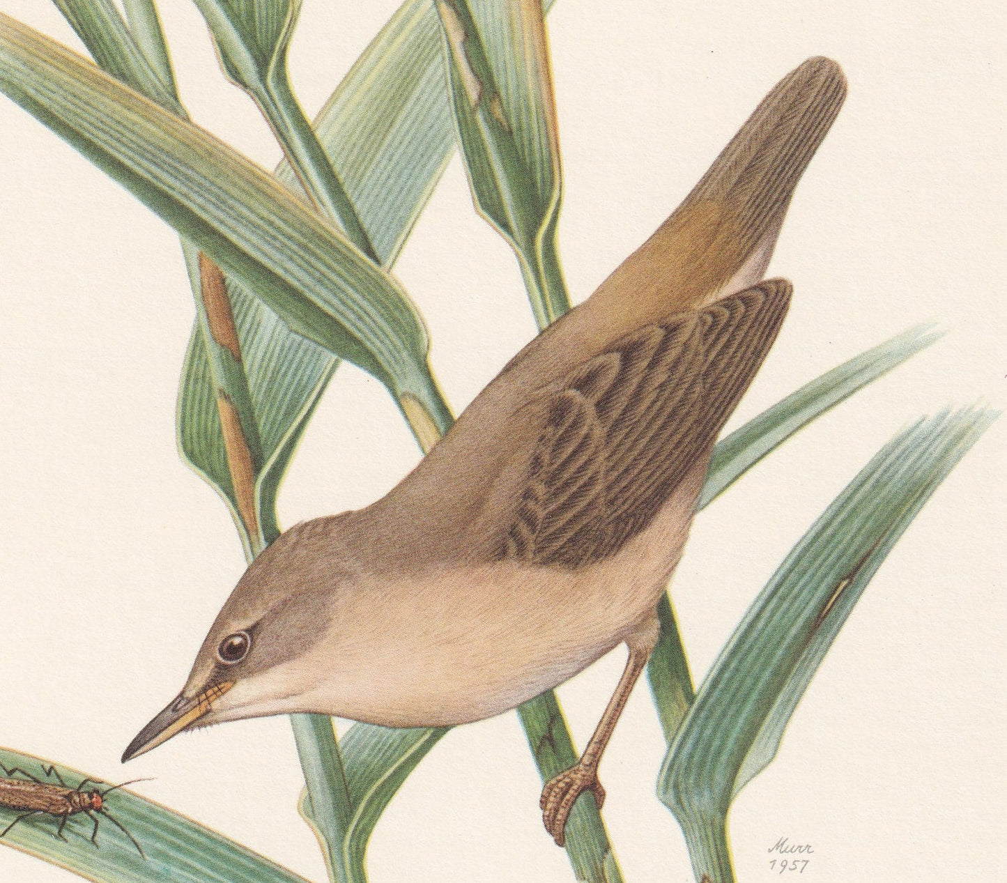 1960 REED WARBLER Bird Print - Vintage Bird Print - Bird Illustration - Bird Wall Art - Bird Decor - 7.5 x 10.6 Inches