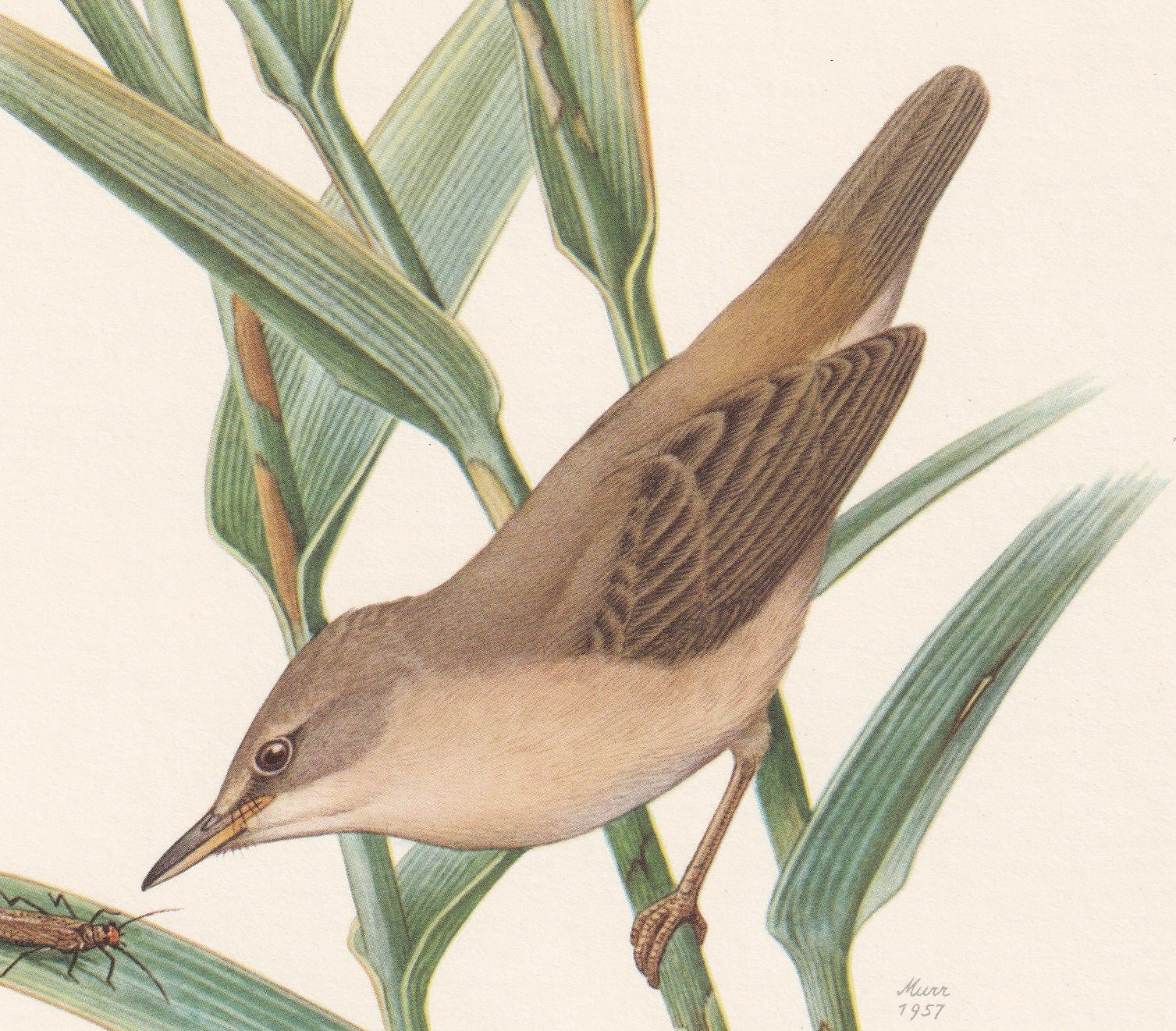 1960 REED WARBLER Bird Print - Vintage Bird Print - Bird Illustration - Bird Wall Art - Bird Decor - 7.5 x 10.6 Inches