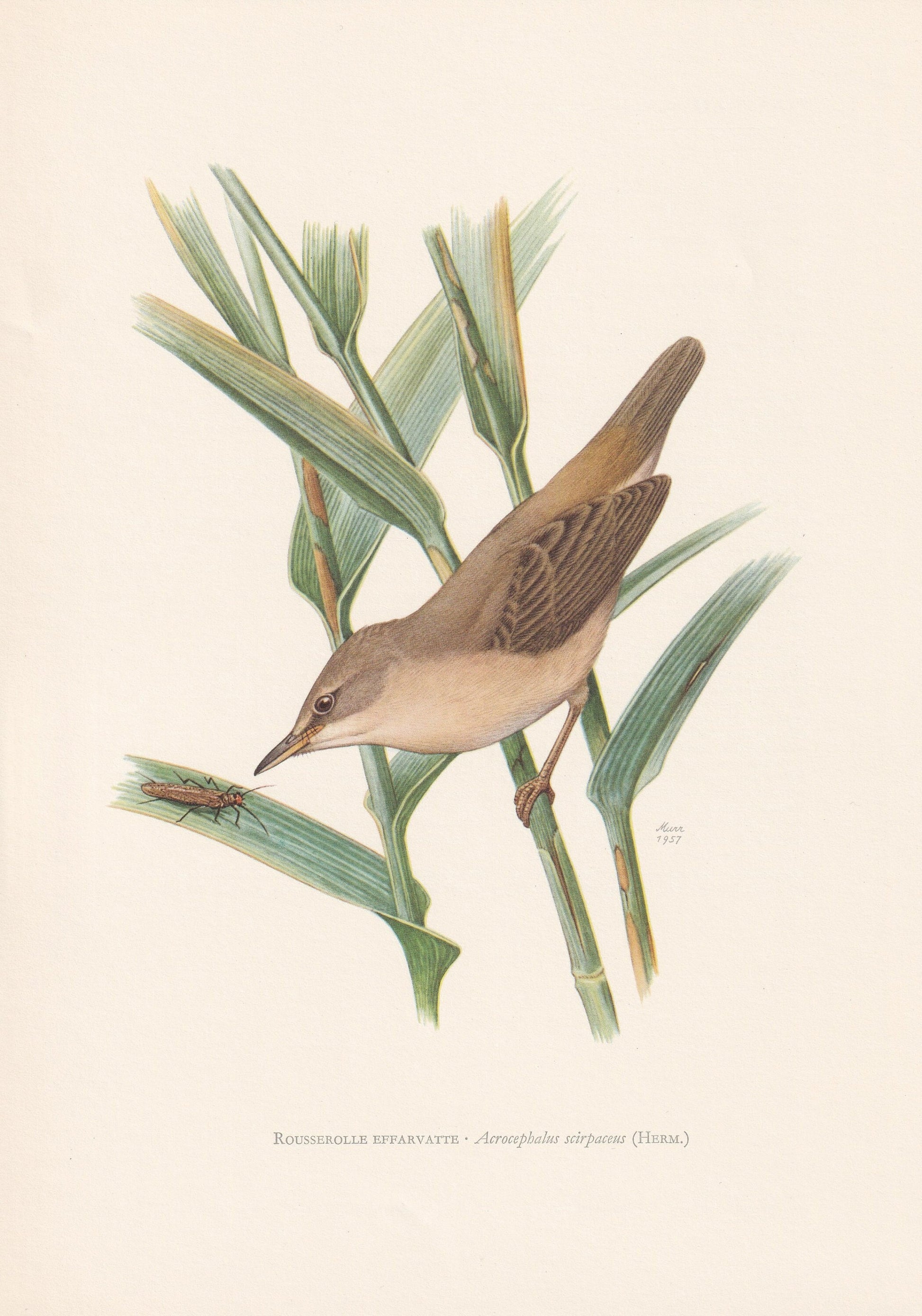 1960 REED WARBLER Bird Print - Vintage Bird Print - Bird Illustration - Bird Wall Art - Bird Decor - 7.5 x 10.6 Inches