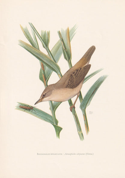 1960 REED WARBLER Bird Print - Vintage Bird Print - Bird Illustration - Bird Wall Art - Bird Decor - 7.5 x 10.6 Inches