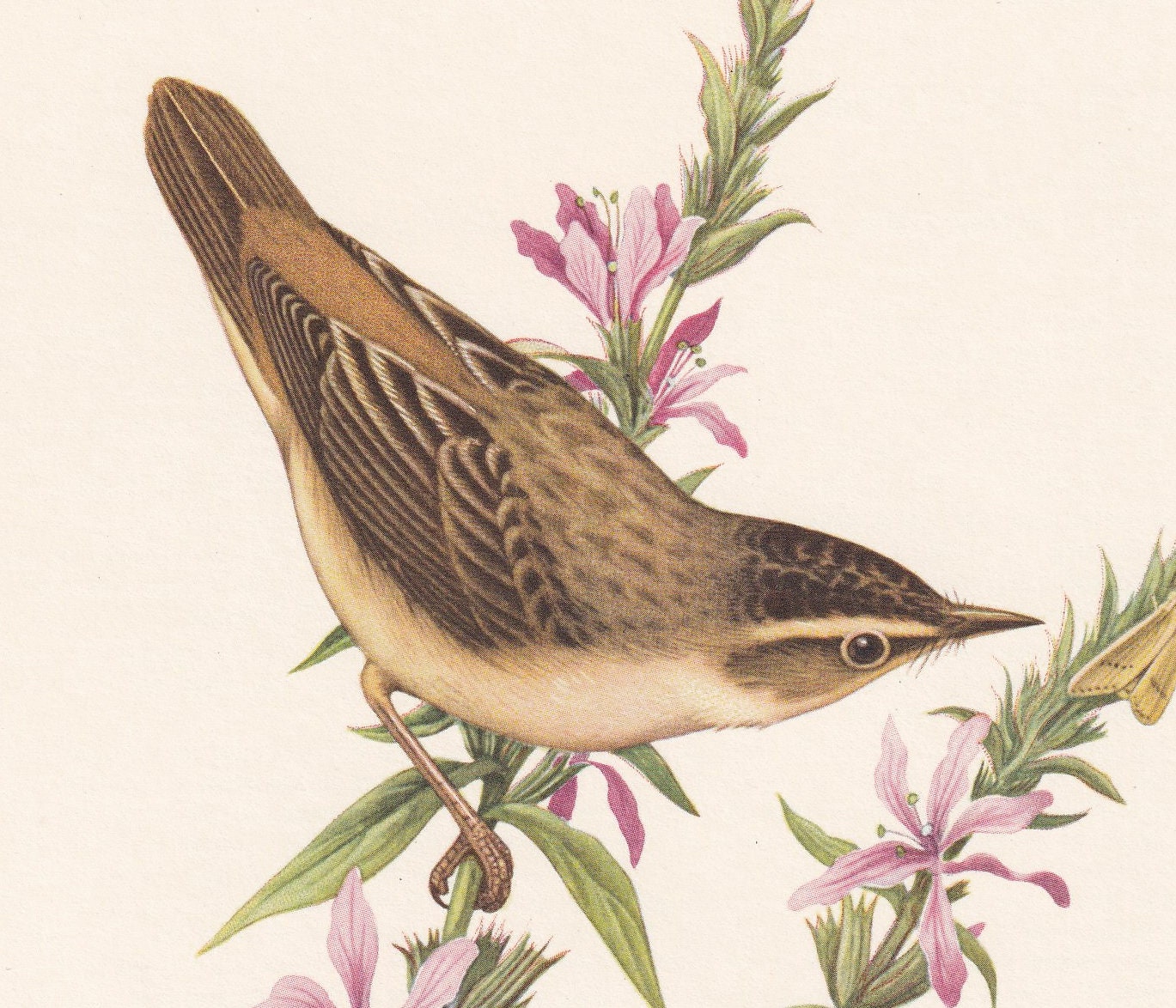 1960 SEDGE WARBLER Bird Print - Vintage Bird Print - Bird Illustration - Bird Wall Art - Bird Decor - 7.5 x 10.6 Inches