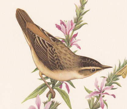 1960 SEDGE WARBLER Bird Print - Vintage Bird Print - Bird Illustration - Bird Wall Art - Bird Decor - 7.5 x 10.6 Inches